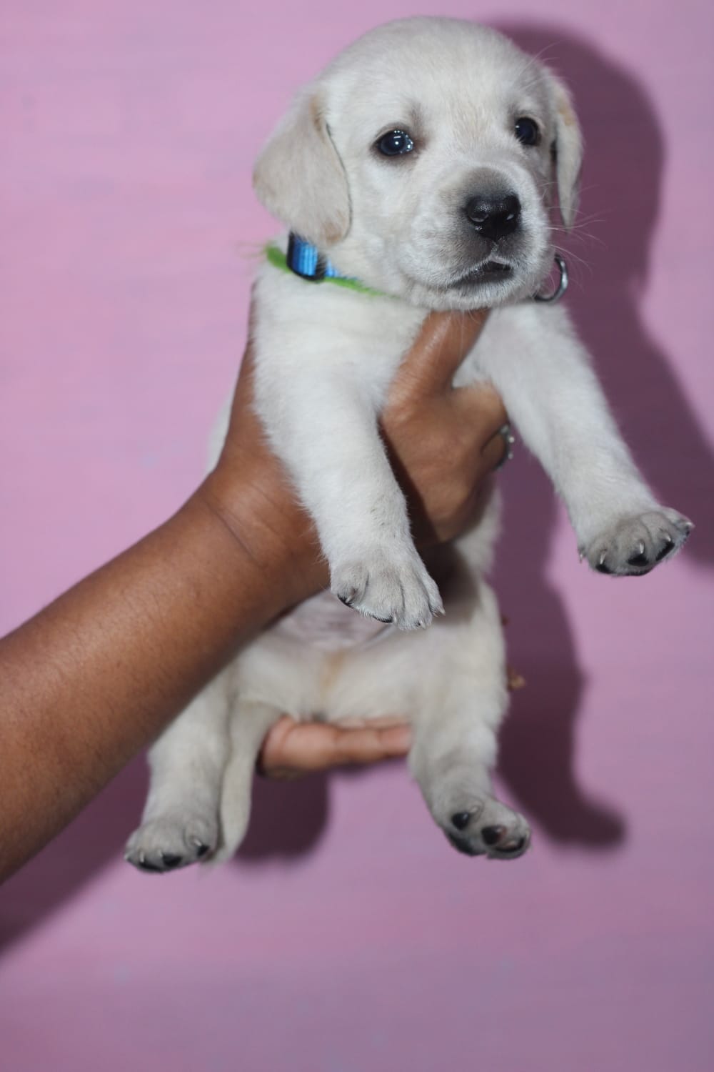 Labrador puppy's